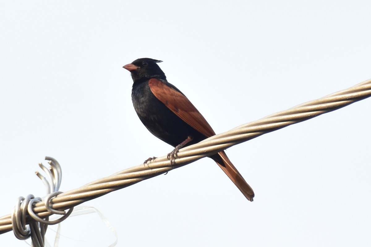 Crested Bunting - ML619633930