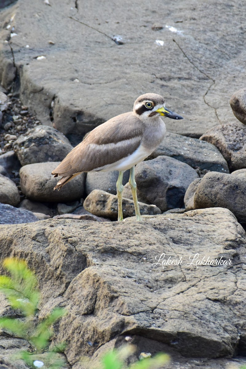 Great Thick-knee - ML619633967