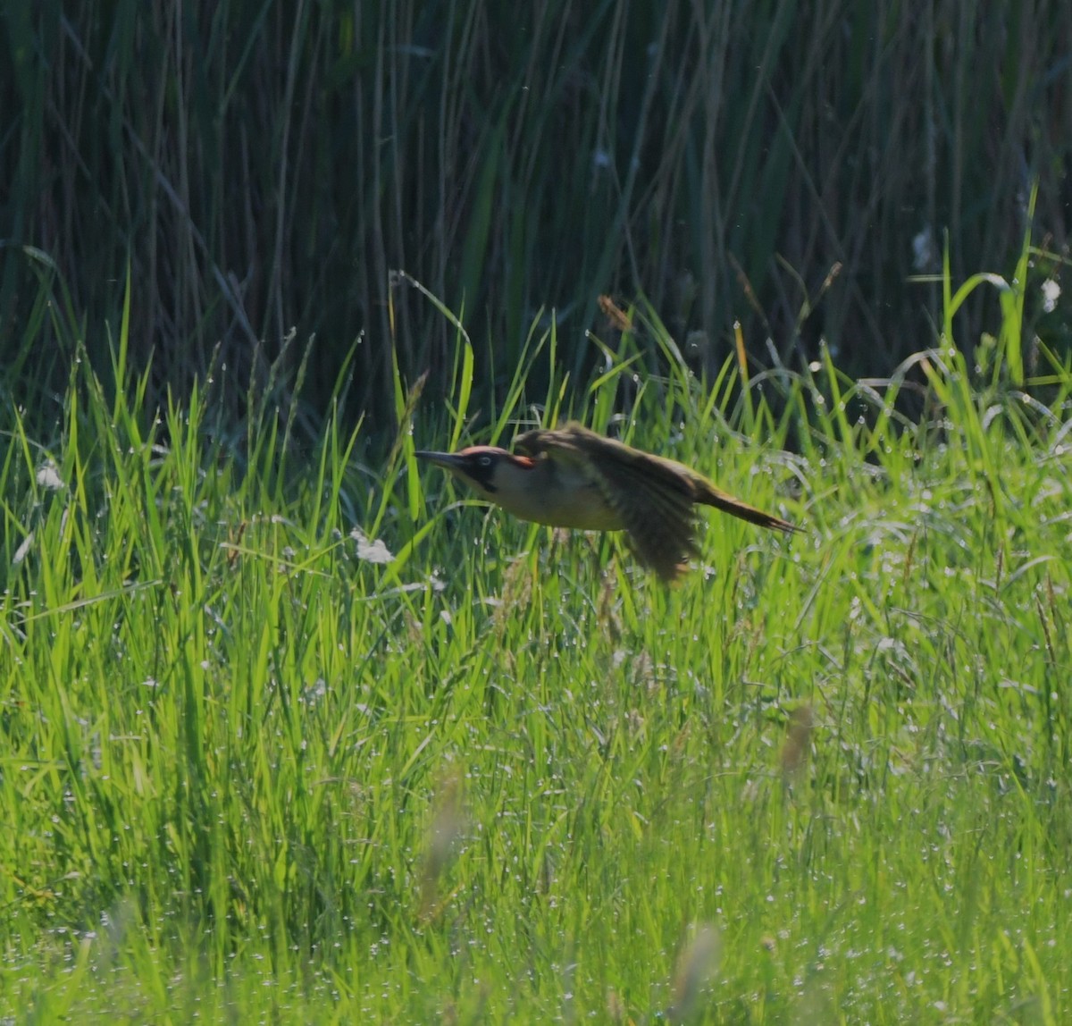 Eurasian Green Woodpecker - ML619633983
