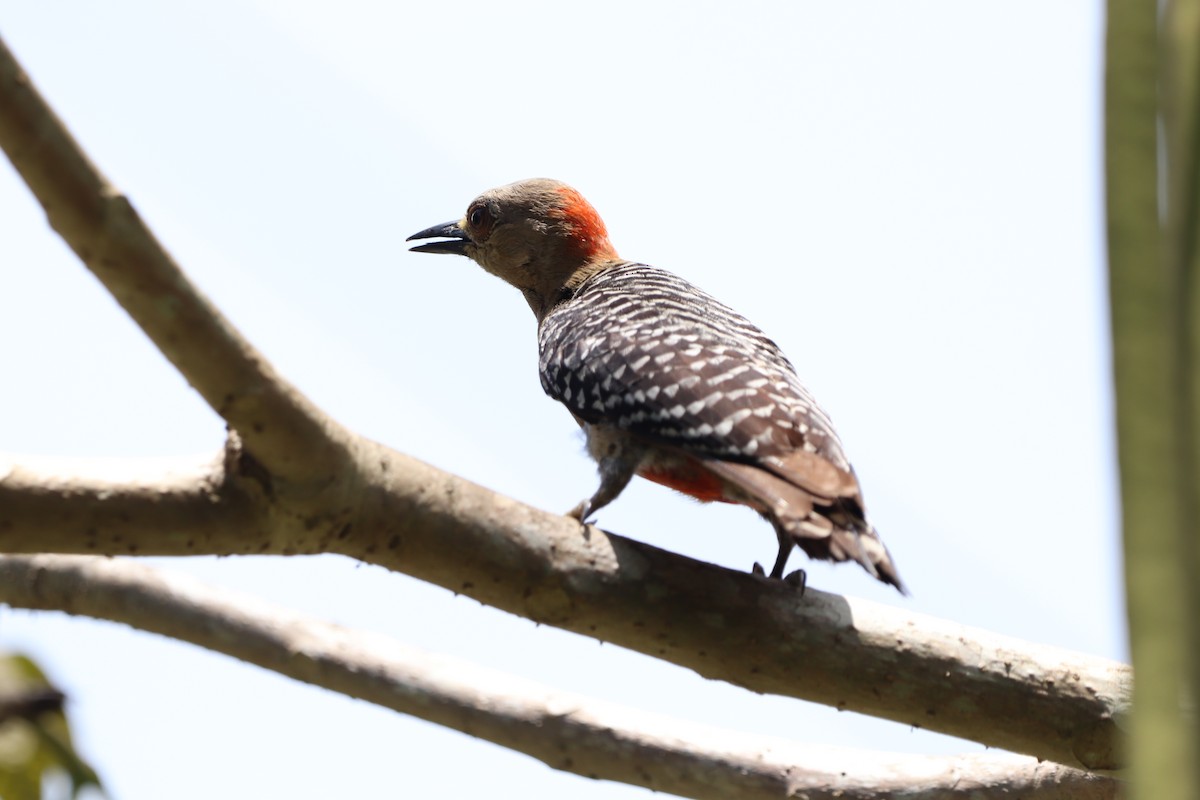 Red-crowned Woodpecker - ML619634000
