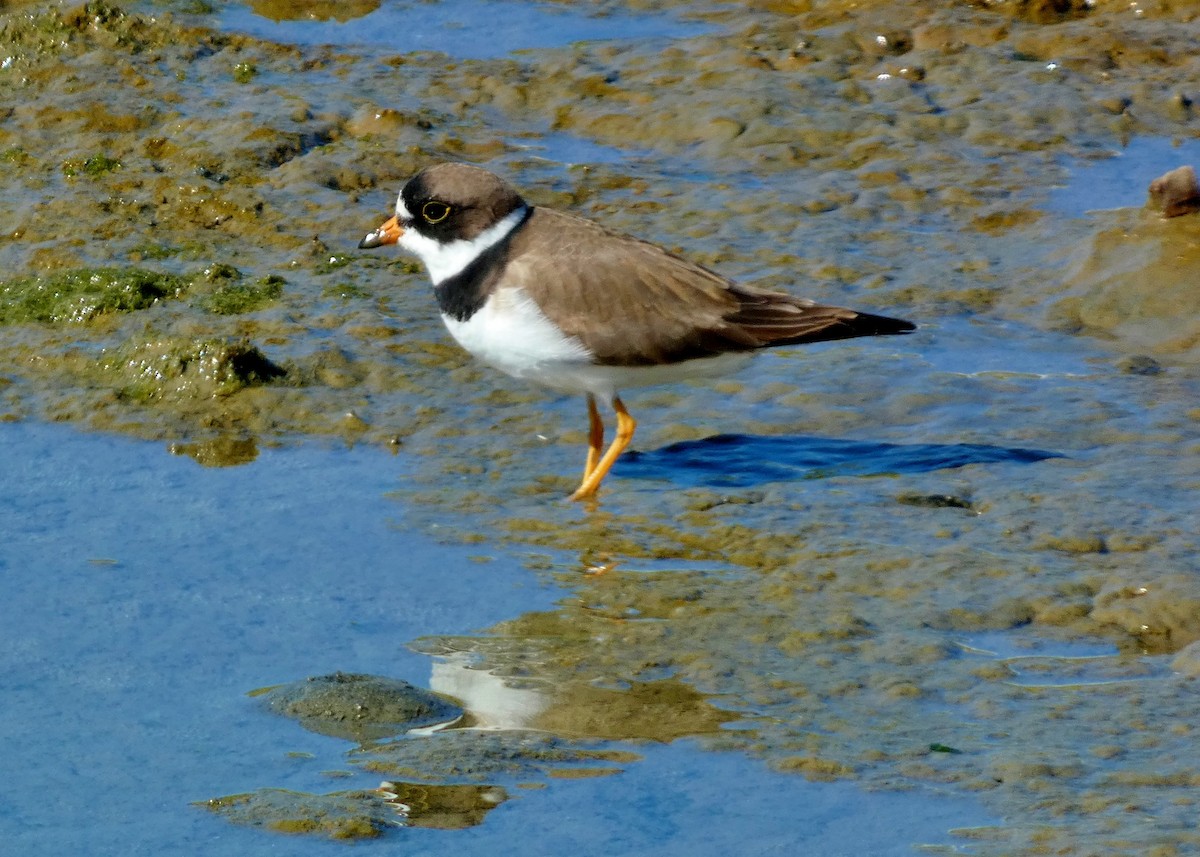 Semipalmated Plover - ML619634010
