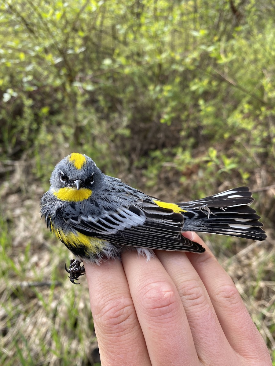 Yellow-rumped Warbler (Audubon's) - ML619634035