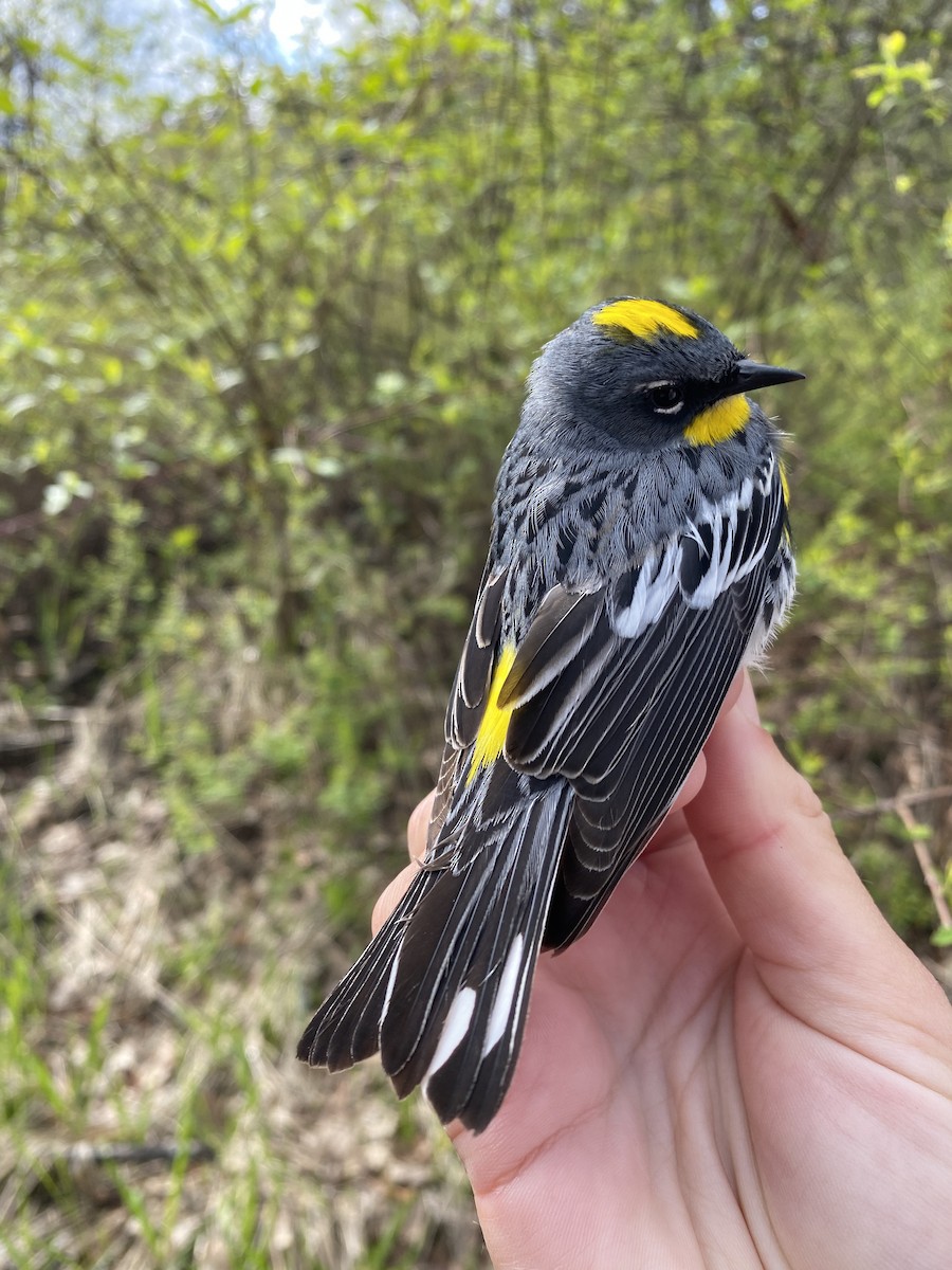 Yellow-rumped Warbler (Audubon's) - ML619634036
