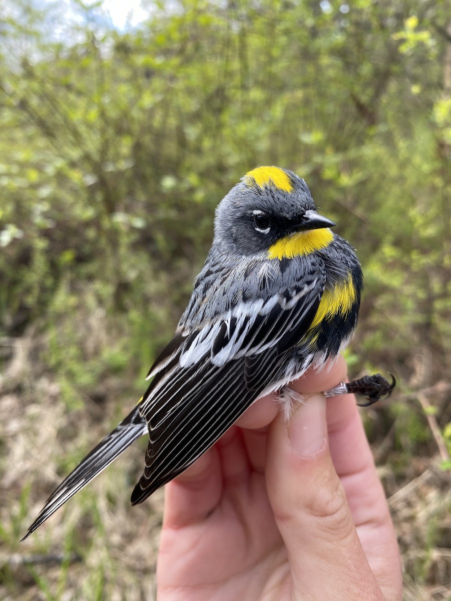 Yellow-rumped Warbler (Audubon's) - ML619634037