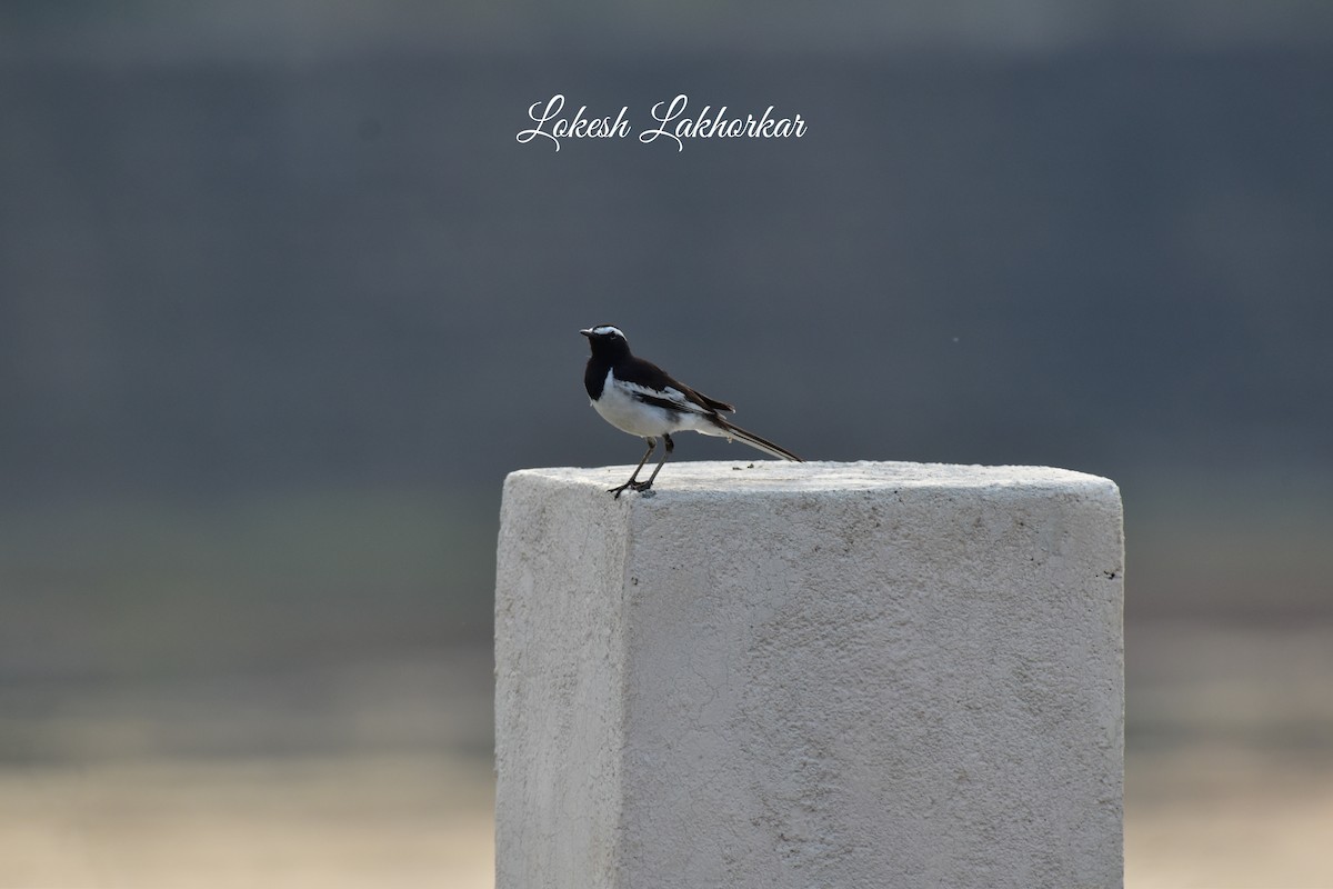 White-browed Wagtail - ML619634038