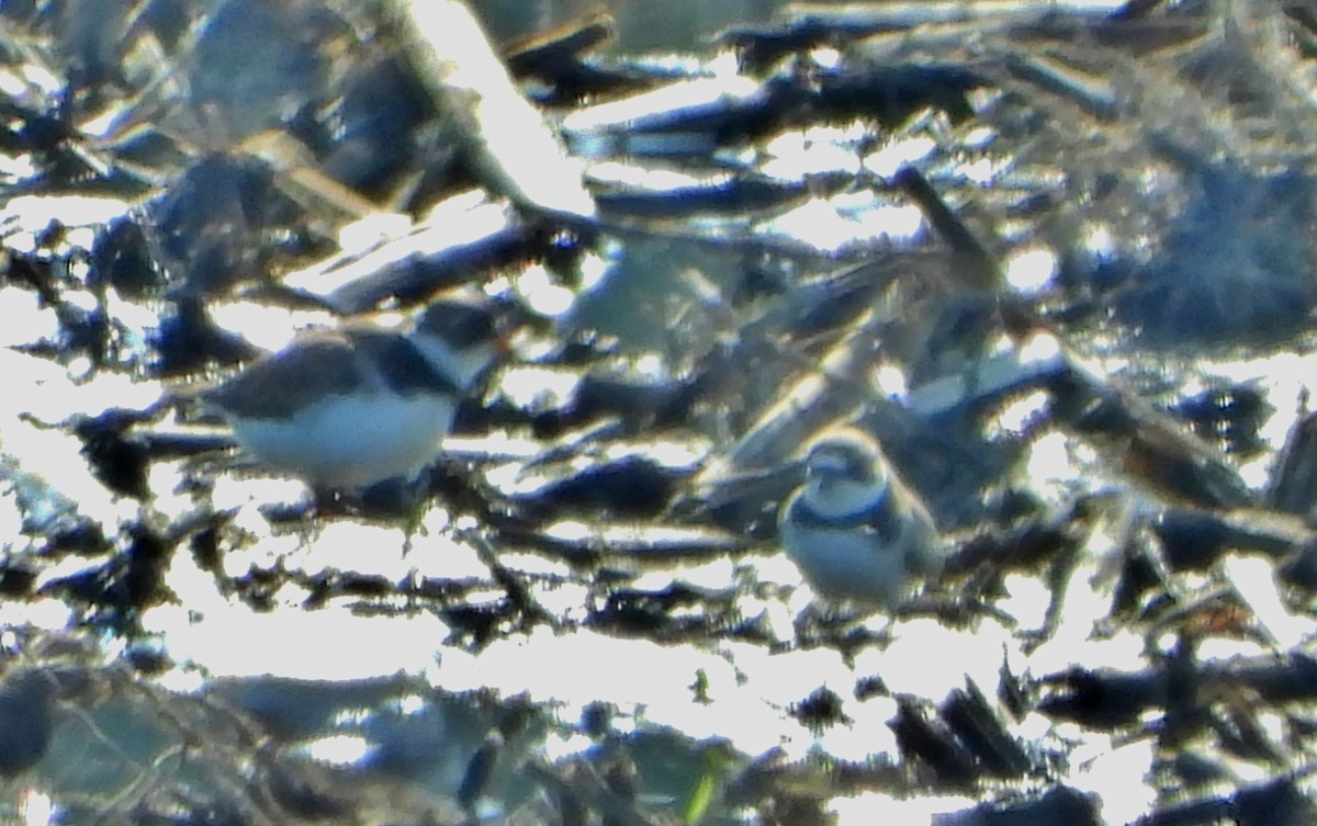 Semipalmated Plover - ML619634046