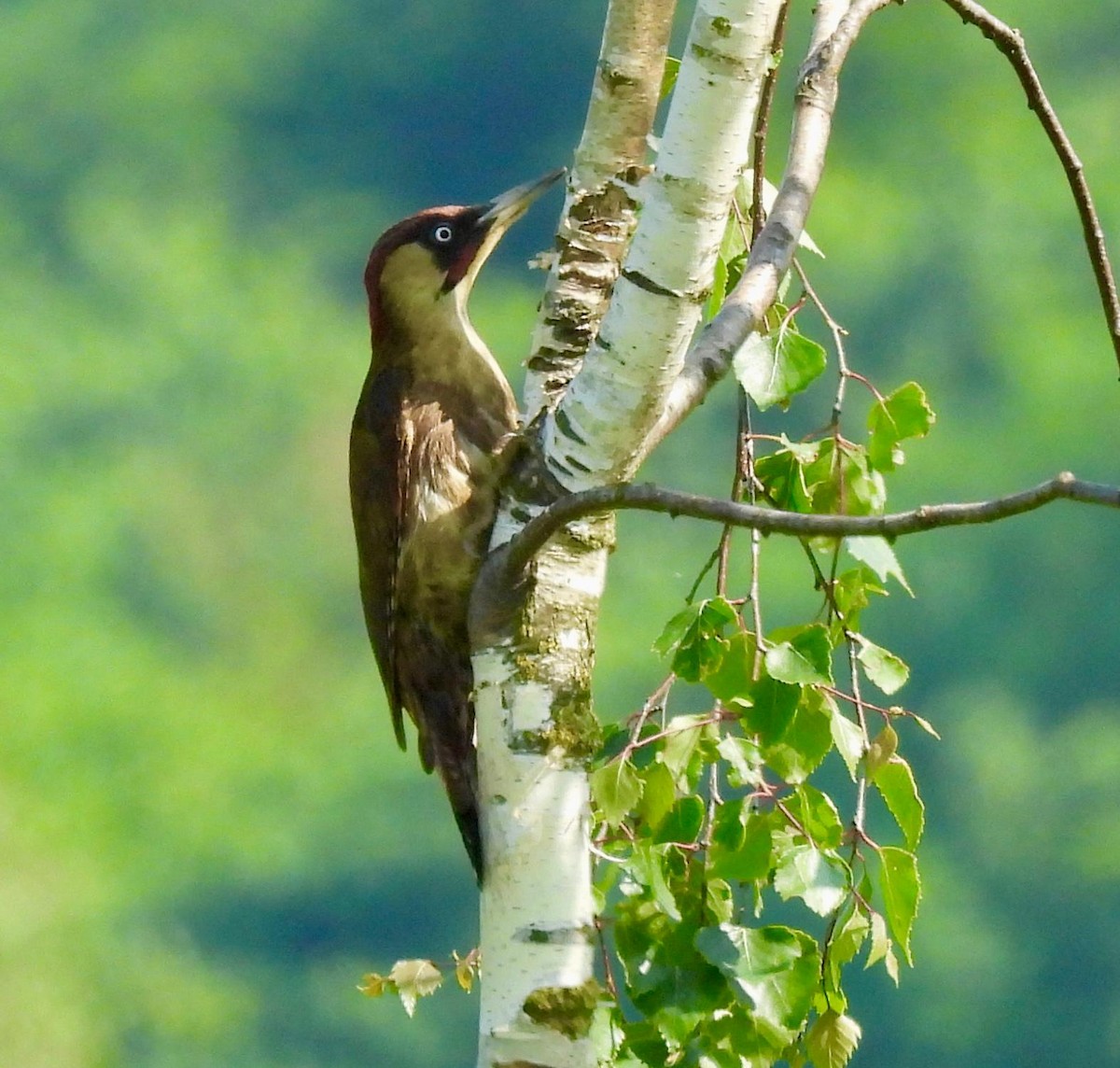 Eurasian Green Woodpecker - ML619634052