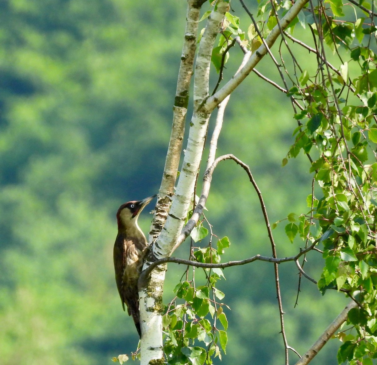 Eurasian Green Woodpecker - ML619634053