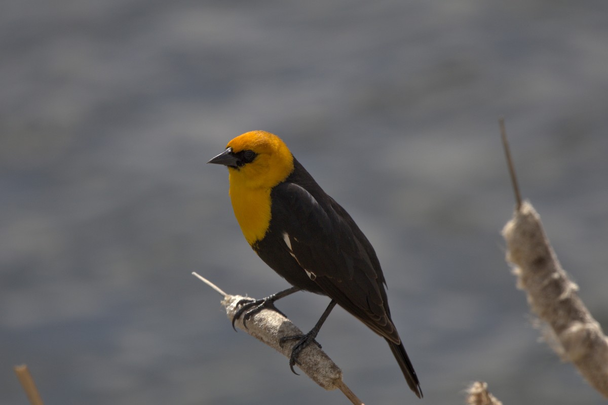 Yellow-headed Blackbird - ML619634104