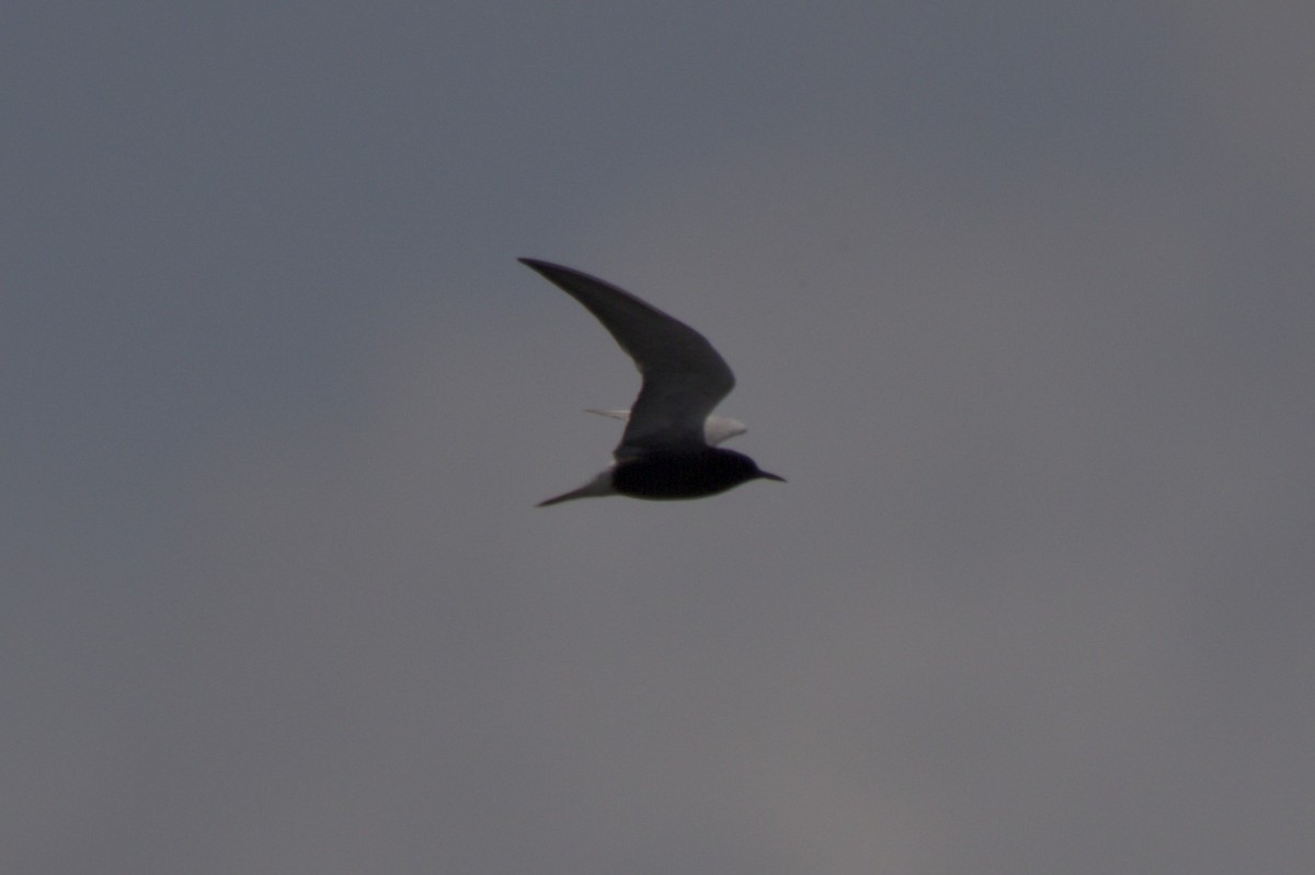 Black Tern - ML619634108