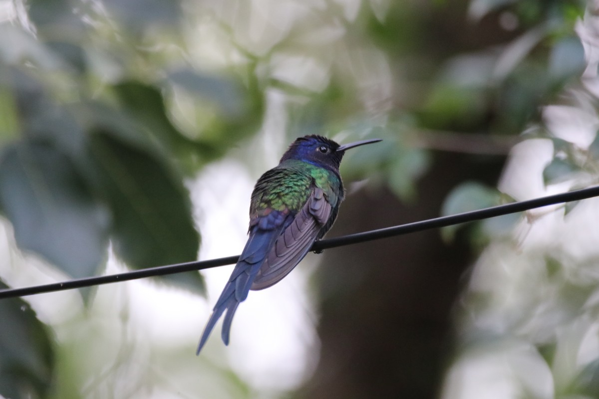 Swallow-tailed Hummingbird - ML619634114