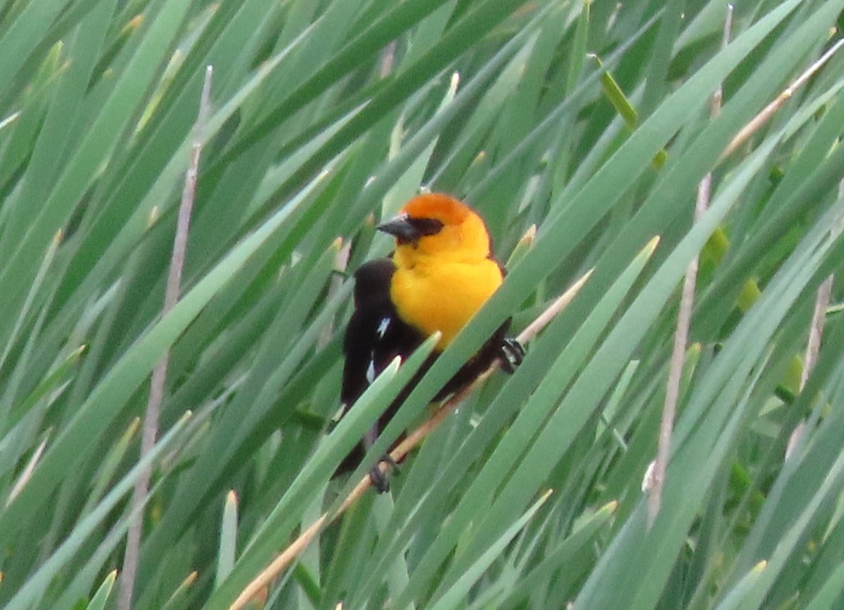 Yellow-headed Blackbird - ML619634118
