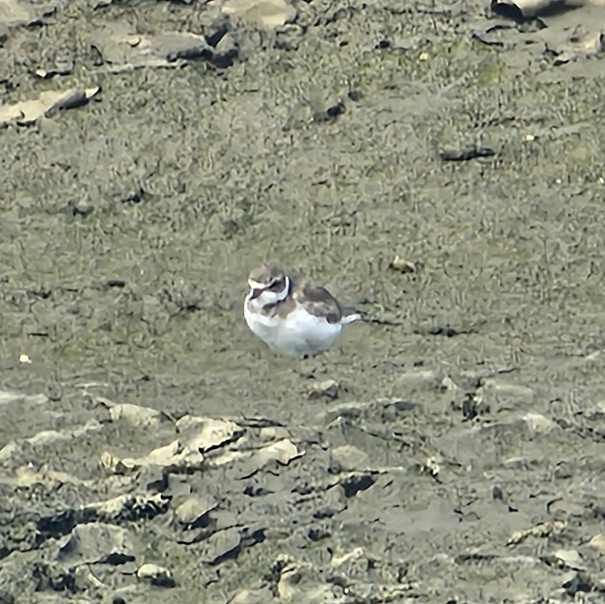 Semipalmated Plover - ML619634153