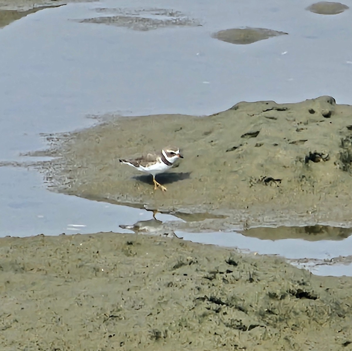Semipalmated Plover - ML619634155