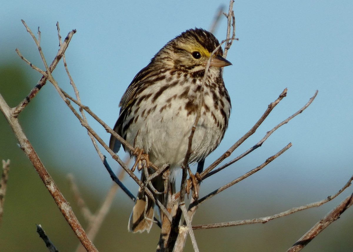 Savannah Sparrow - ML619634173