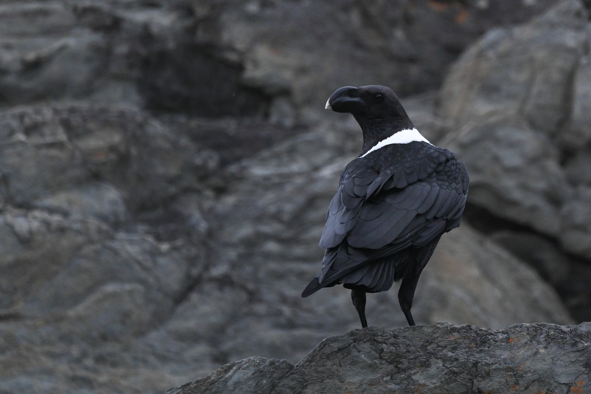 White-necked Raven - ML619634199