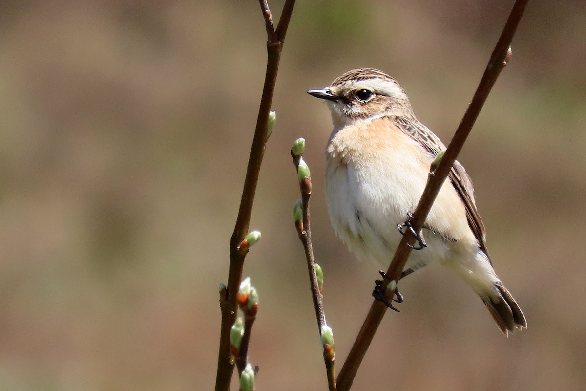 Whinchat - ML619634202