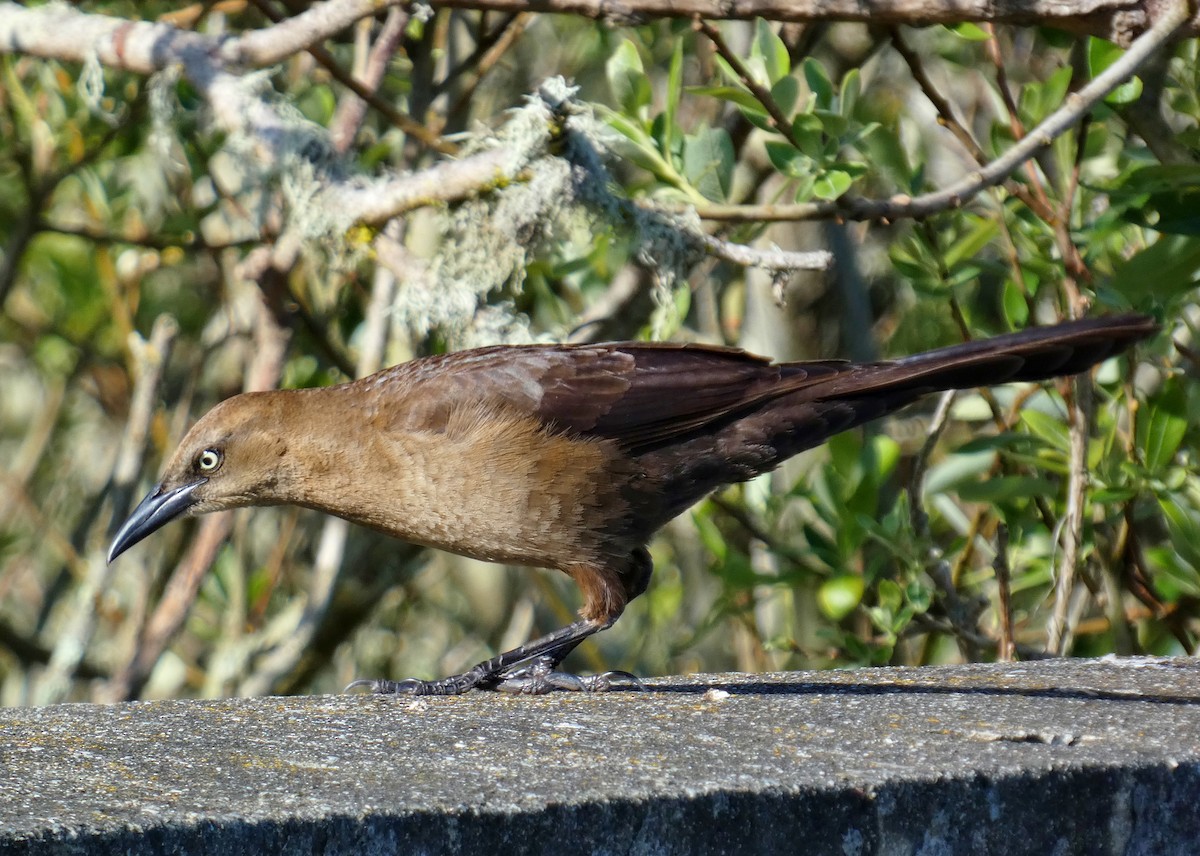 Great-tailed Grackle - ML619634251