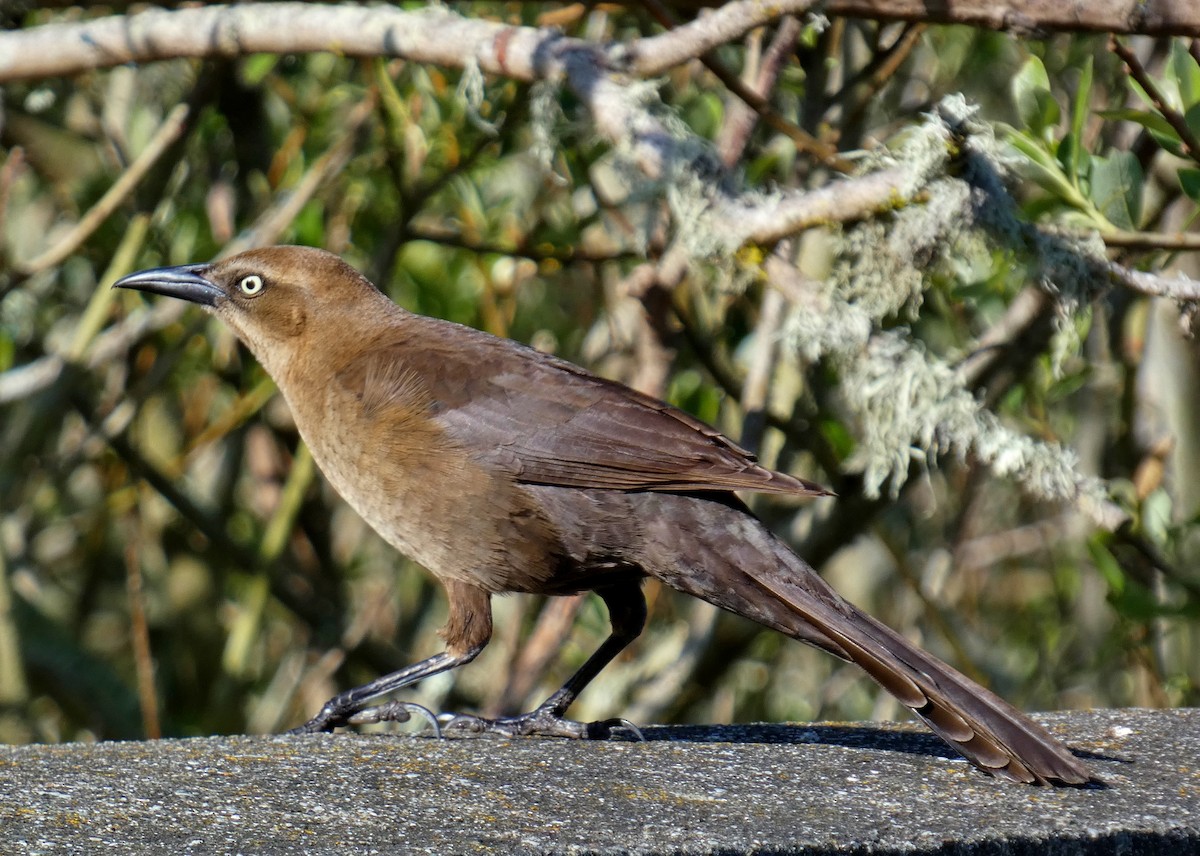 Great-tailed Grackle - ML619634252