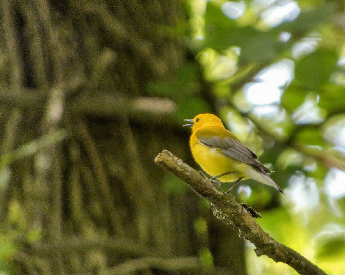 Prothonotary Warbler - ML619634298