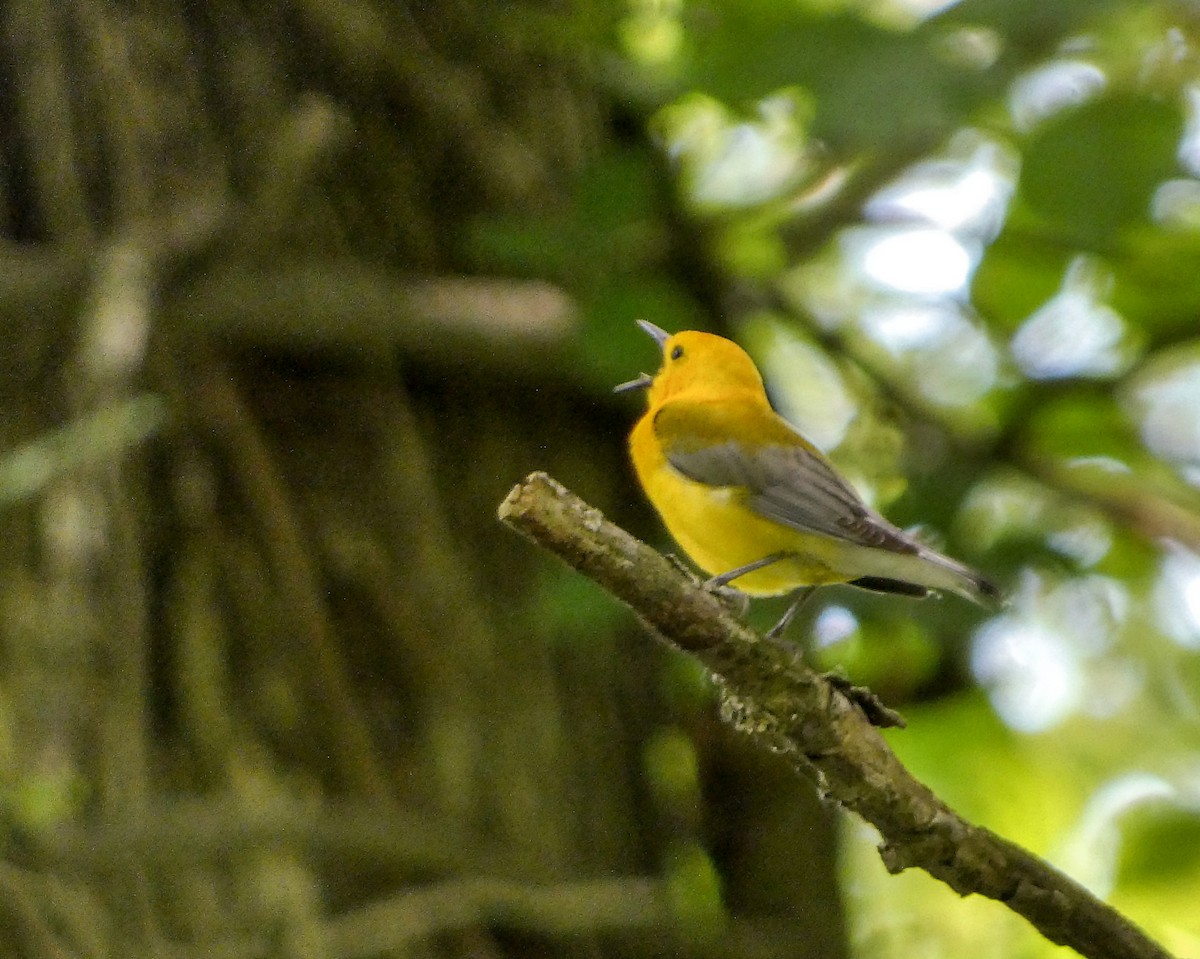 Prothonotary Warbler - ML619634316