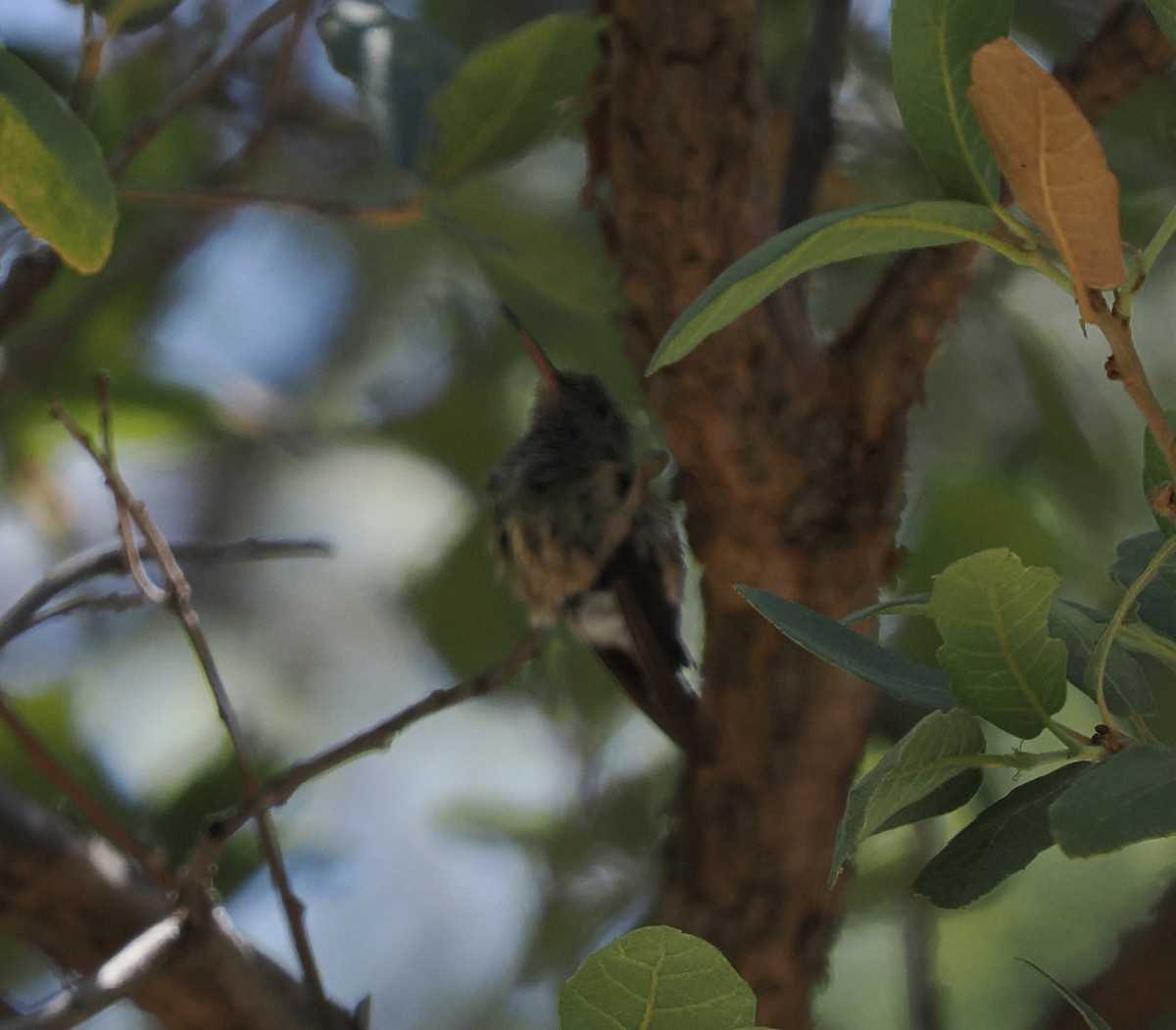 Berylline Hummingbird - ML619634329