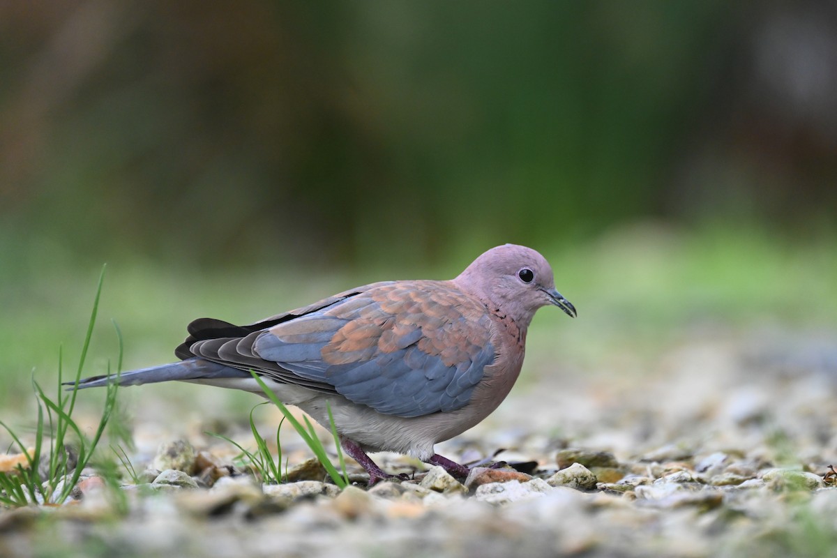 Laughing Dove - ML619634340