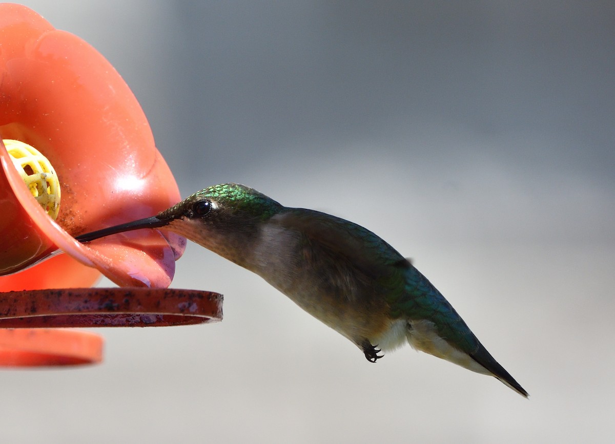 Ruby-throated Hummingbird - ML619634414