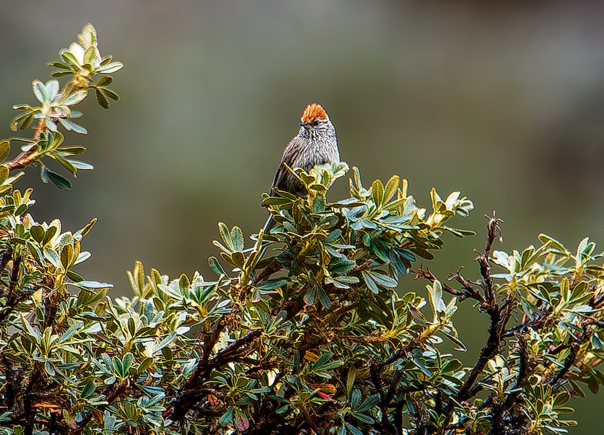 Rusty-crowned Tit-Spinetail - ML619634433