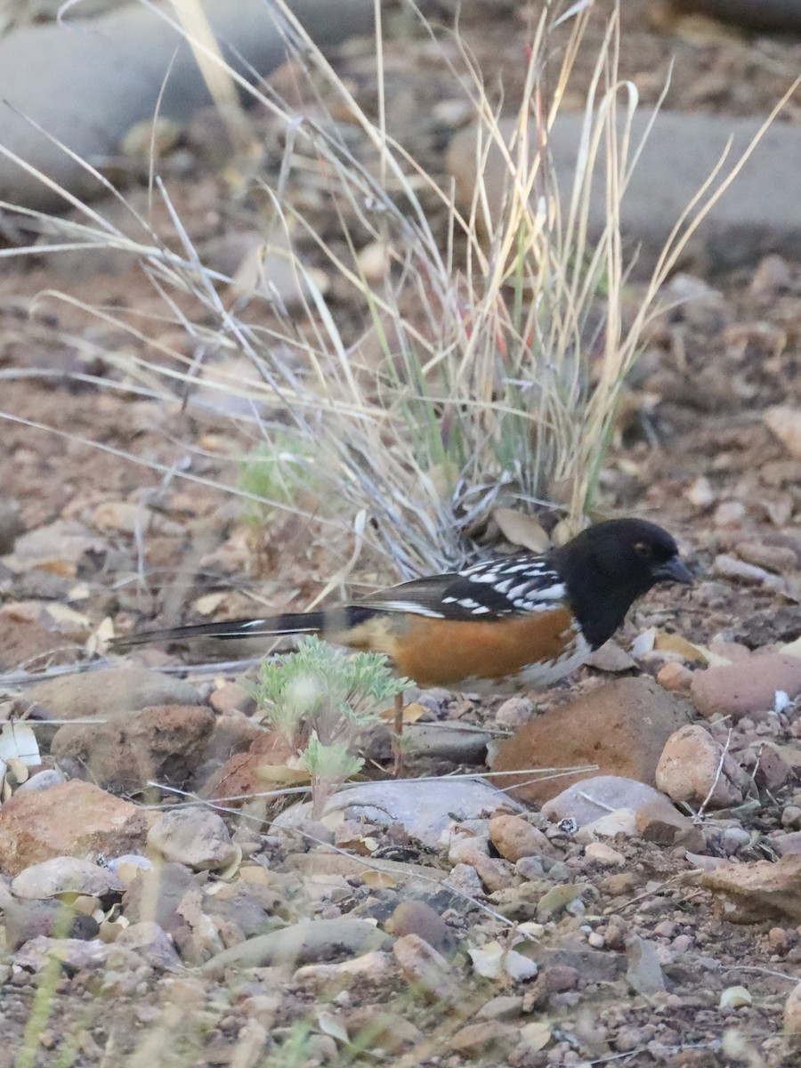 Spotted Towhee - ML619634436