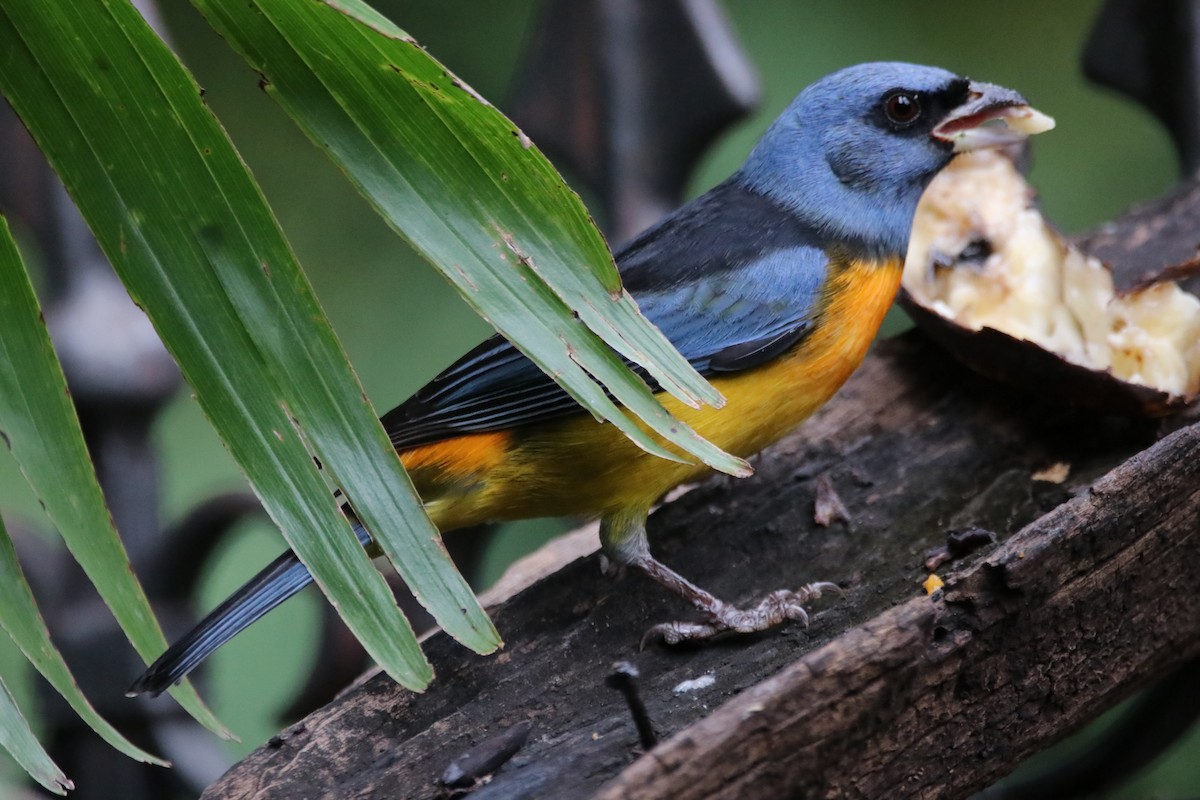 Blue-and-yellow Tanager - ML619634498