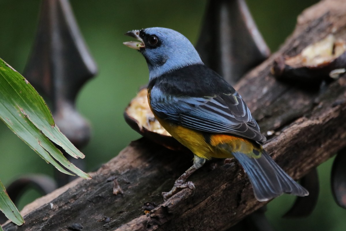 Blue-and-yellow Tanager - ML619634501