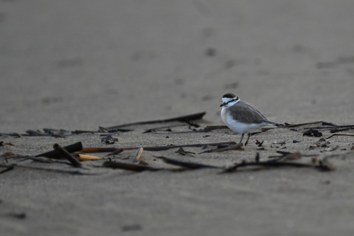 White-fronted Plover - ML619634516