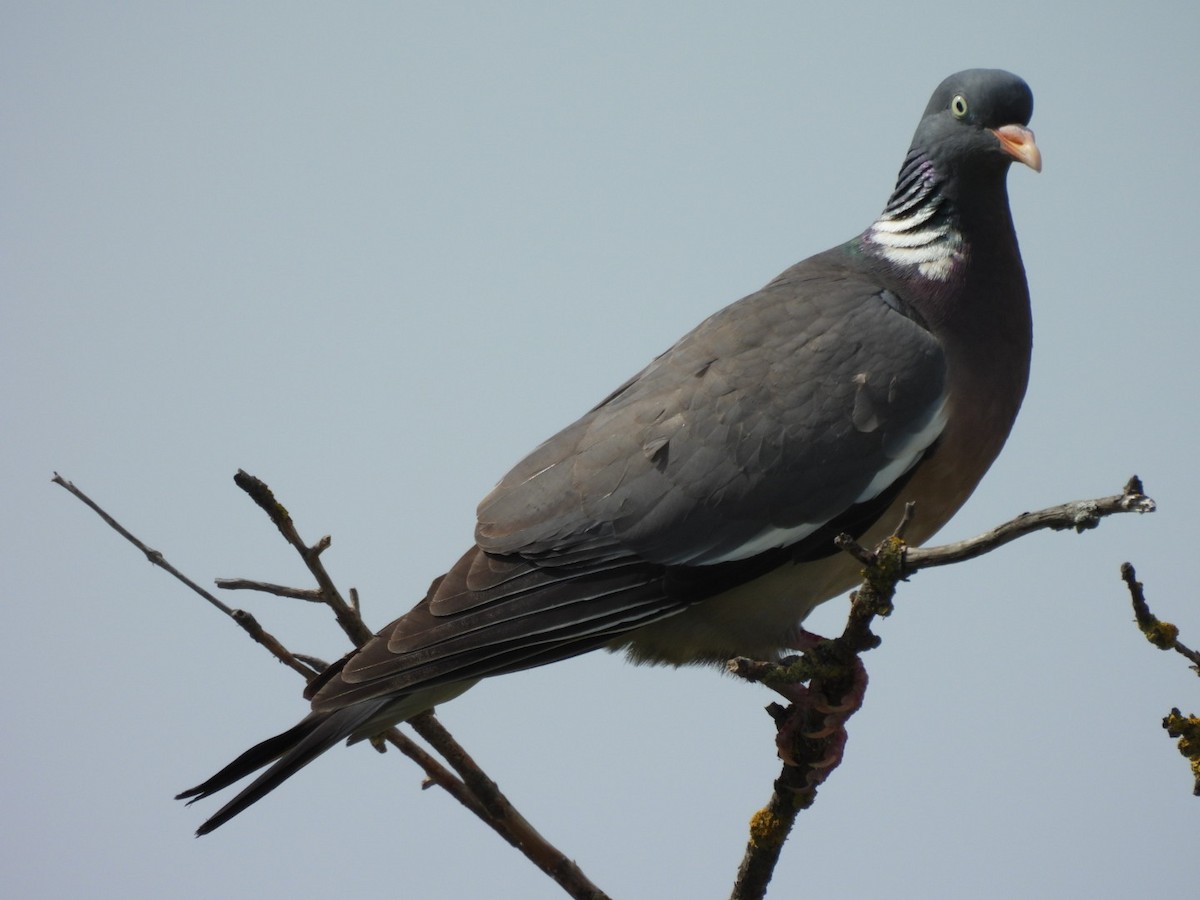 Common Wood-Pigeon - ML619634524