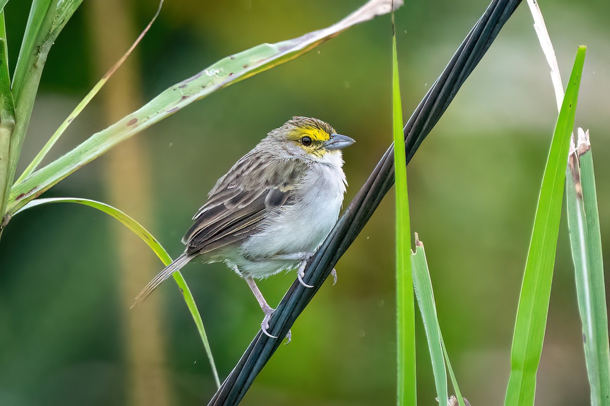 Yellow-browed Sparrow - ML619634553