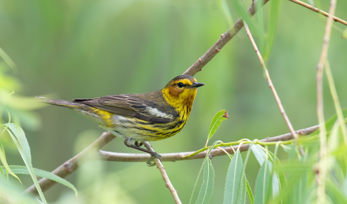 Cape May Warbler - ML619634568