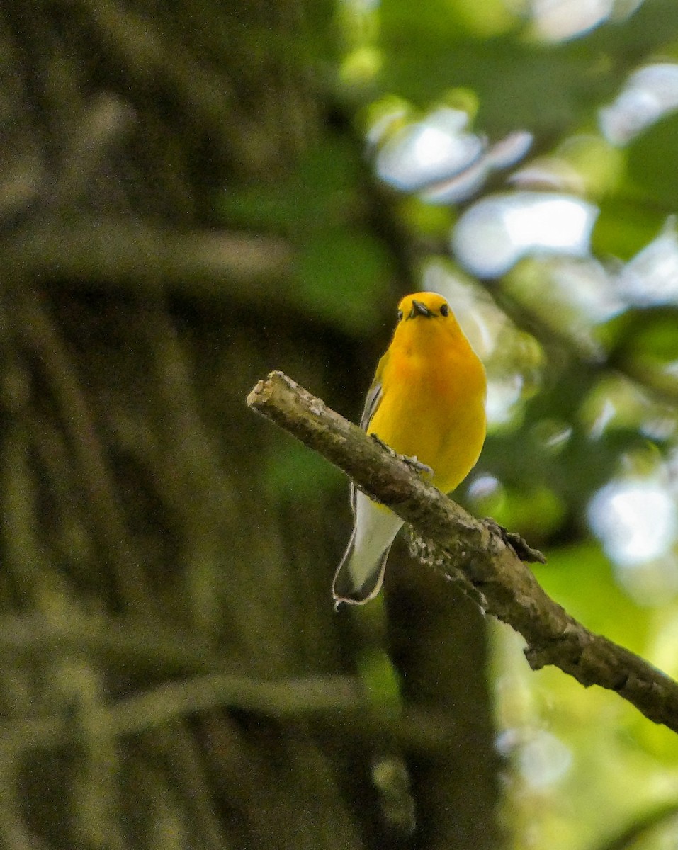 Prothonotary Warbler - ML619634571