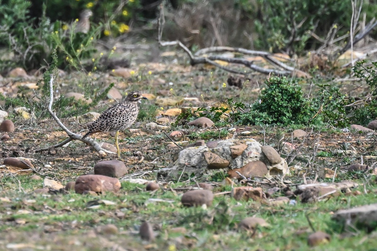 Spotted Thick-knee - ML619634591