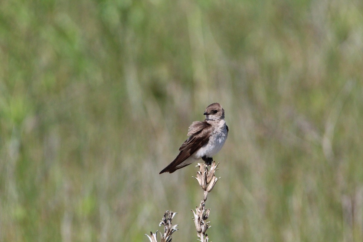 Northern Rough-winged Swallow - ML619634642