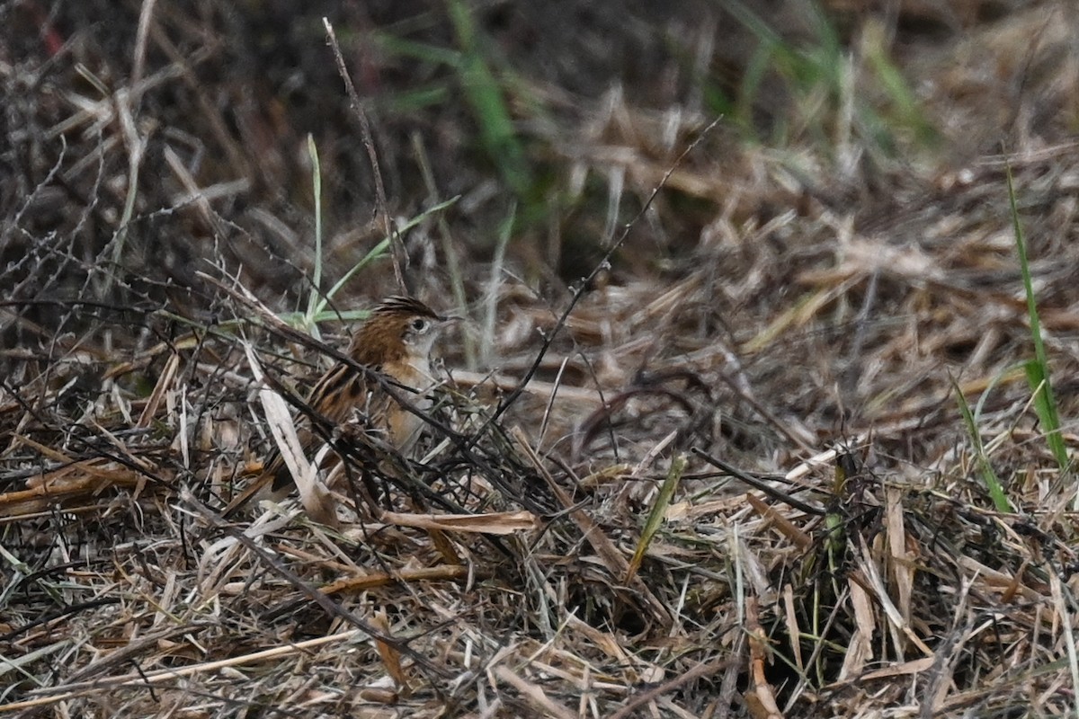 cistovník rákosníkový (ssp. terrestris/uropygialis) - ML619634654