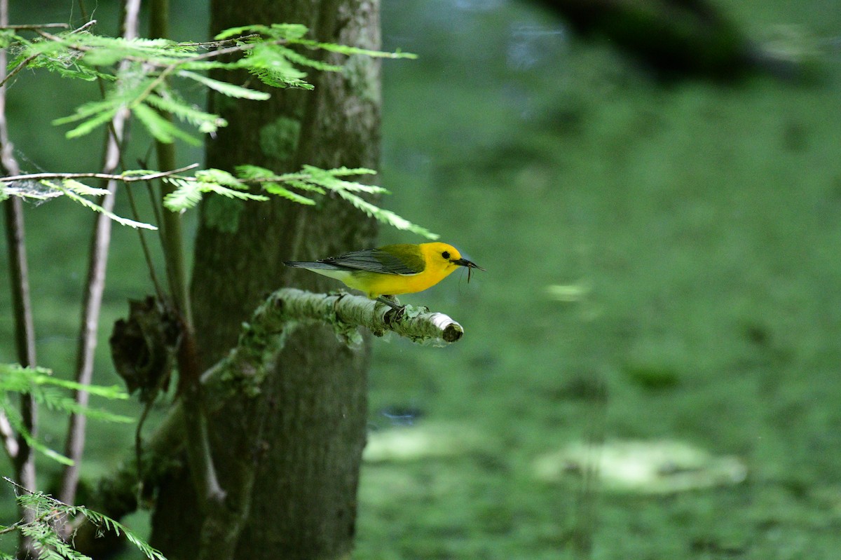 Prothonotary Warbler - ML619634659