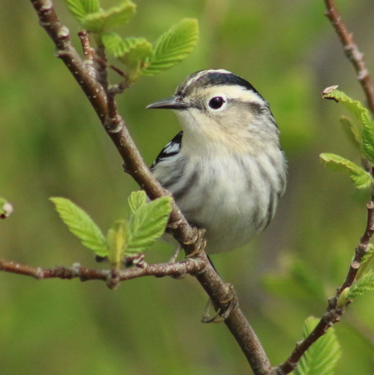 Black-and-white Warbler - ML619634686