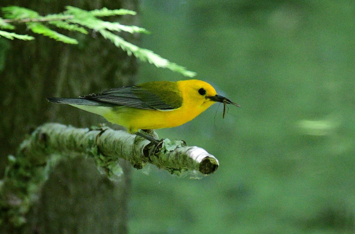 Prothonotary Warbler - ML619634711