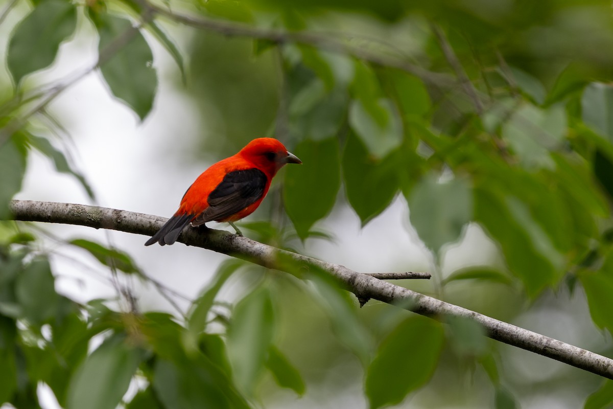 Scarlet Tanager - ML619634721