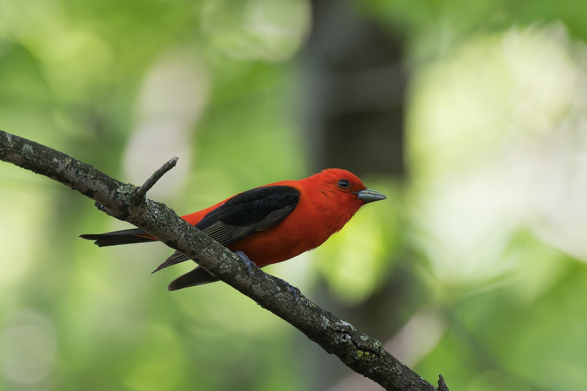 Scarlet Tanager - ML619634750
