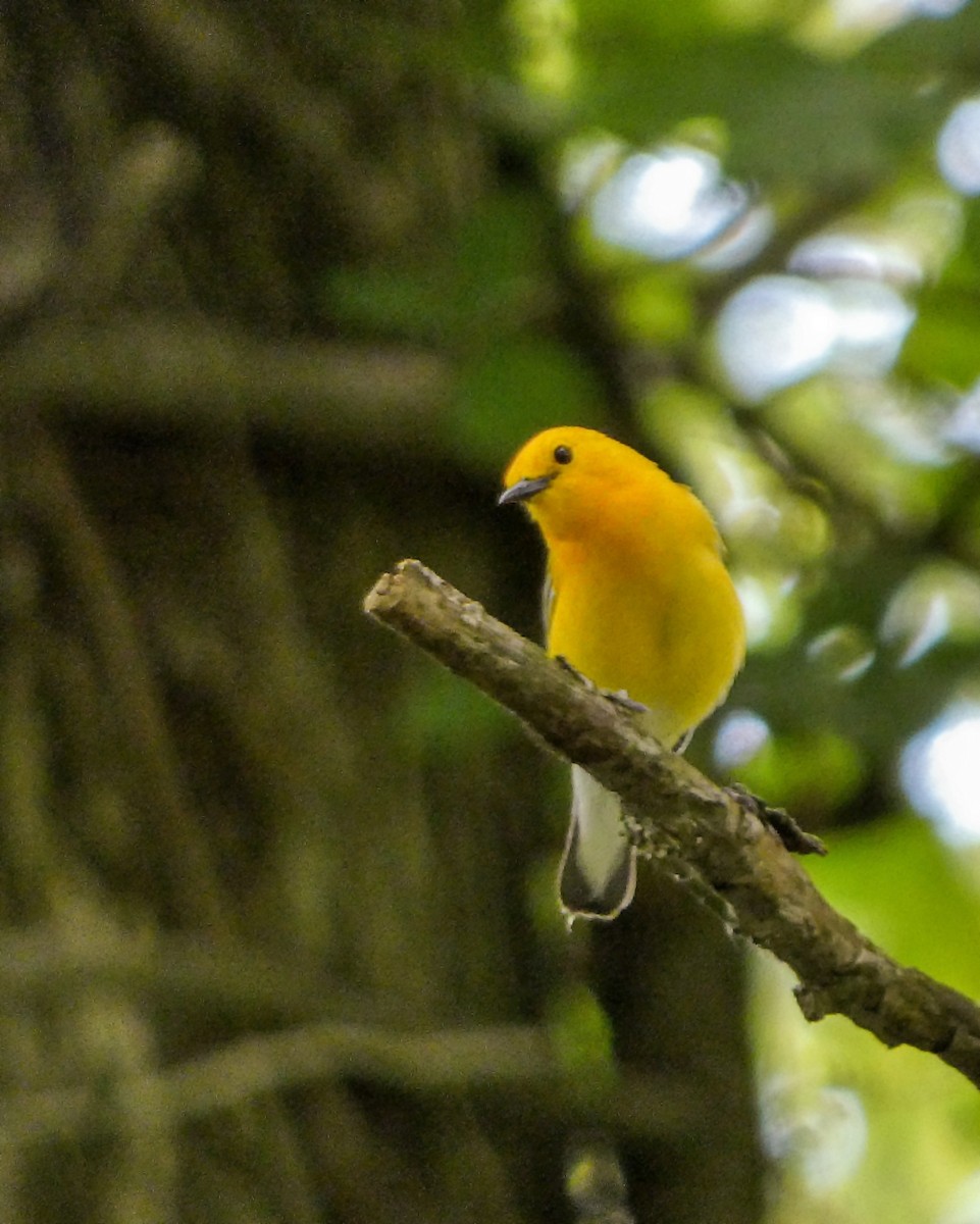 Prothonotary Warbler - ML619634876