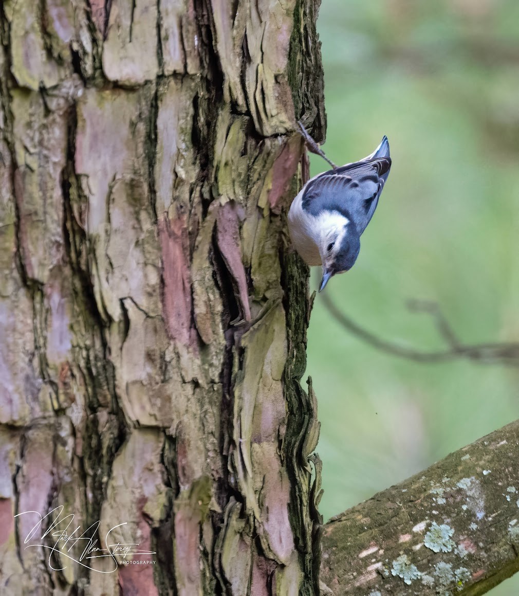 White-breasted Nuthatch - ML619634961