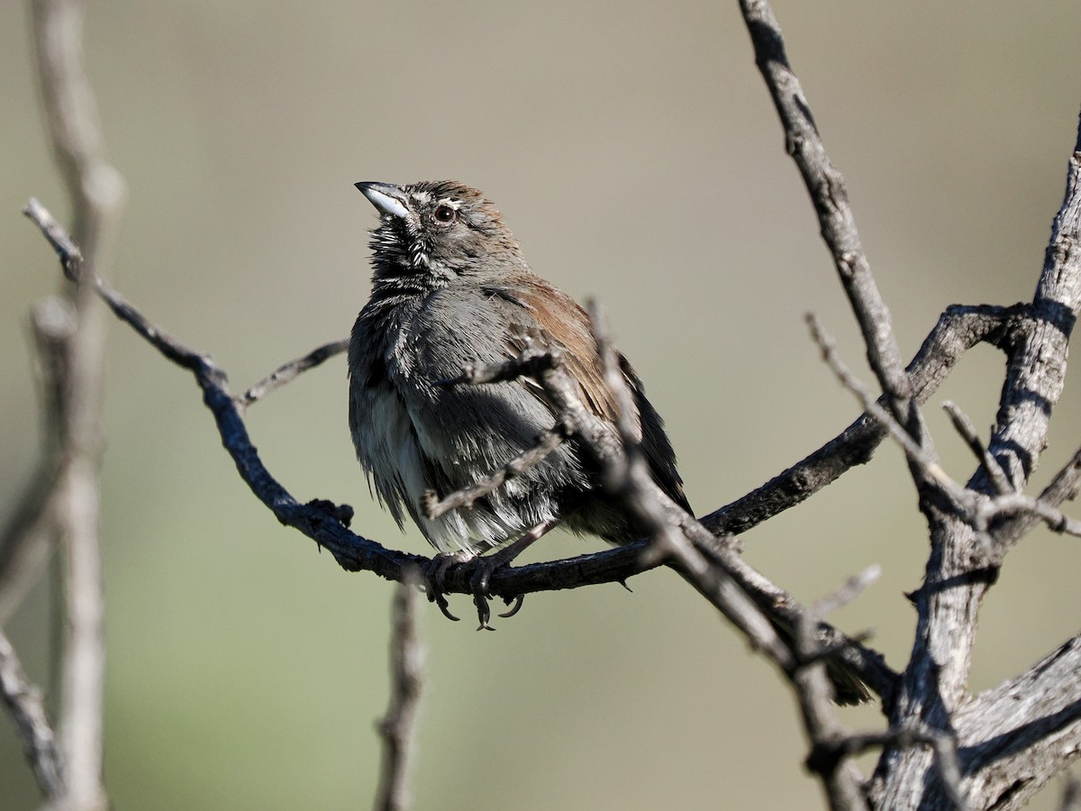 Five-striped Sparrow - ML619635025