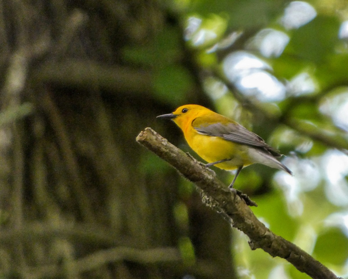 Prothonotary Warbler - ML619635075