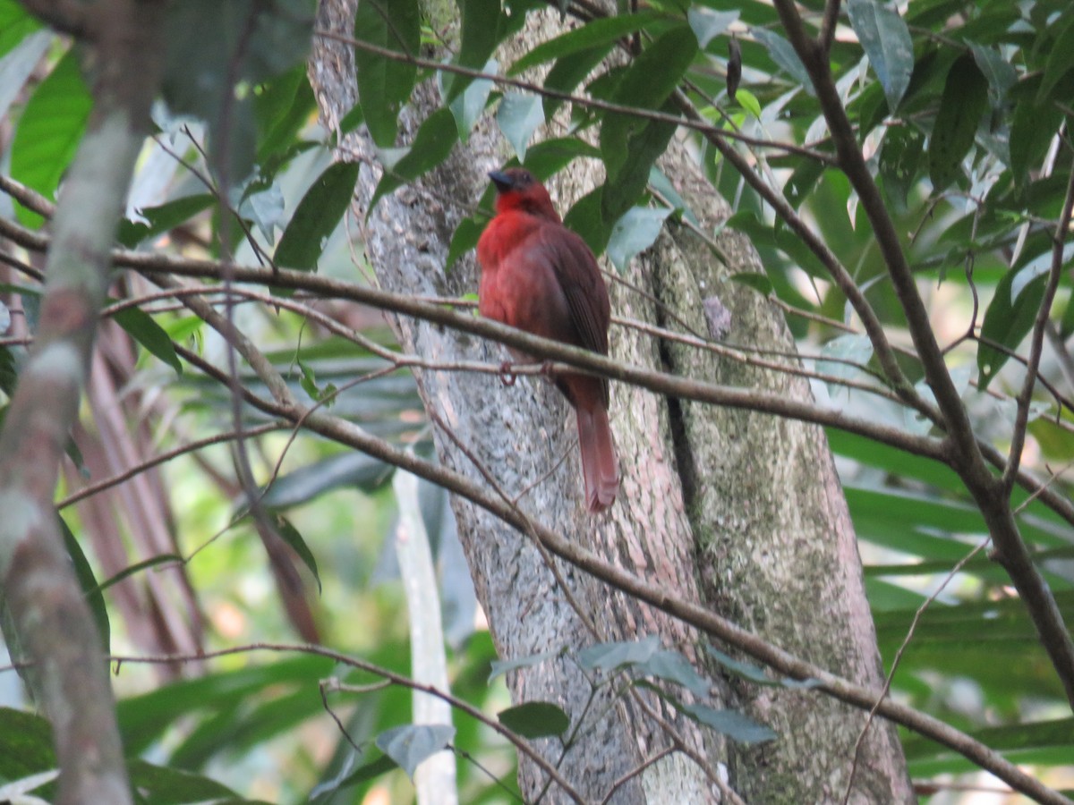 Red-throated Ant-Tanager - ML619635092